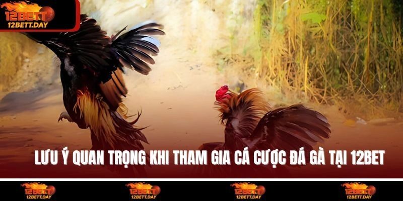 Lưu ý quan trọng khi tham gia cá cược đá gà tại 12BET