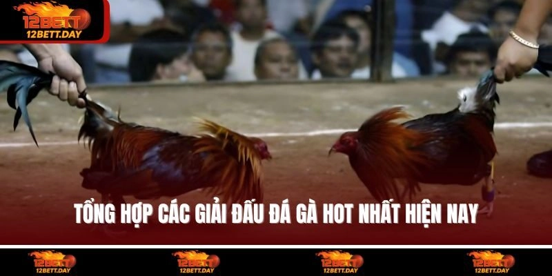 Tổng hợp các giải đấu đá gà hot nhất hiện nay