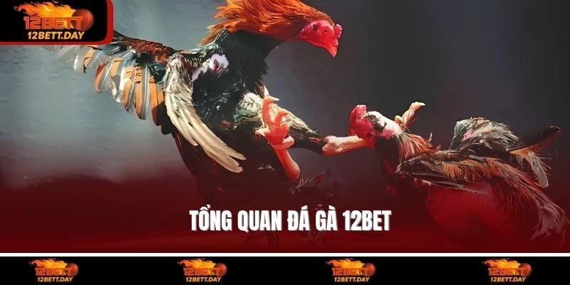 Tổng quan đá gà 12BET